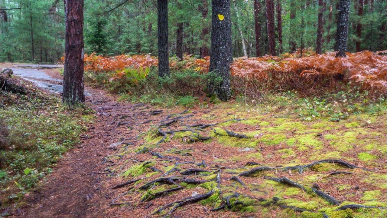 Moss and trees hiking in the Grundy Lake Park in Ontario Canada near French River.