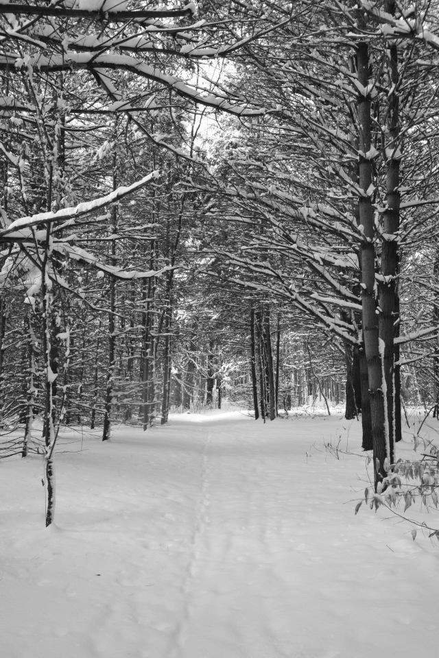 The Kawartha Trans Canada Trail in Ontario Canada is the perfect place to head outside for winter adventure and family friendly winter activities.