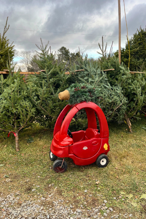 A red toy car with a small Christmas tree tied to the top stands in front of many real fresh-cut Christmas trees at the Christmas Farm in Harrowsmith.