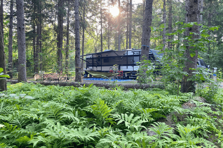 Camping trailer set up among tall trees and lush ferns near Ottawa, Ontario