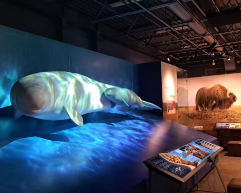 A diorama of a beluga whale and its baby on display at thet Prince of Wales Northern Heritage Centre in Yellowknife. A muskox can be seen in the background.
