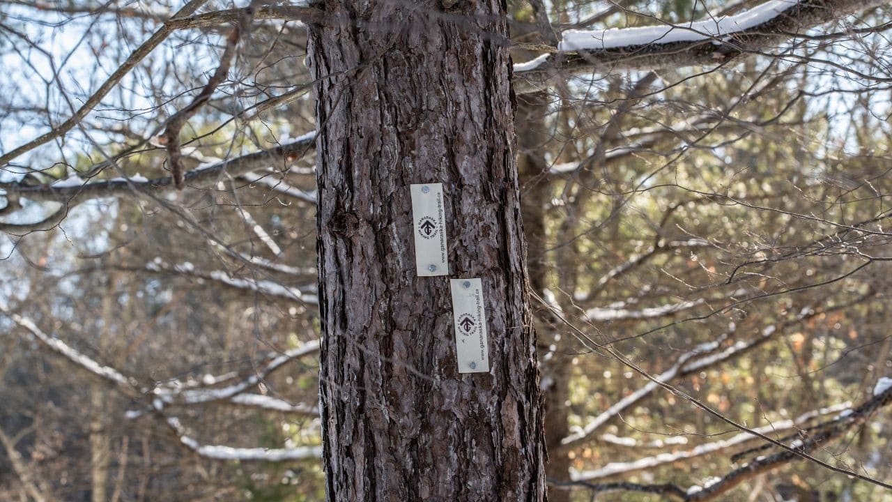 Ganaraska Hiking Trail in the Queen Elizabeth II Wildlands Provincial Park in Ontario Canada