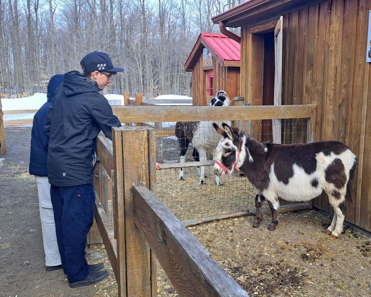 A young sugar shack goer visits the anmials at the maple syrup farm in Quebec. He tris to convince a small donkey to come over to say hello. Cabanes a sucre (Sugar Shacks) are popular places for families to visit in March in Quebec.