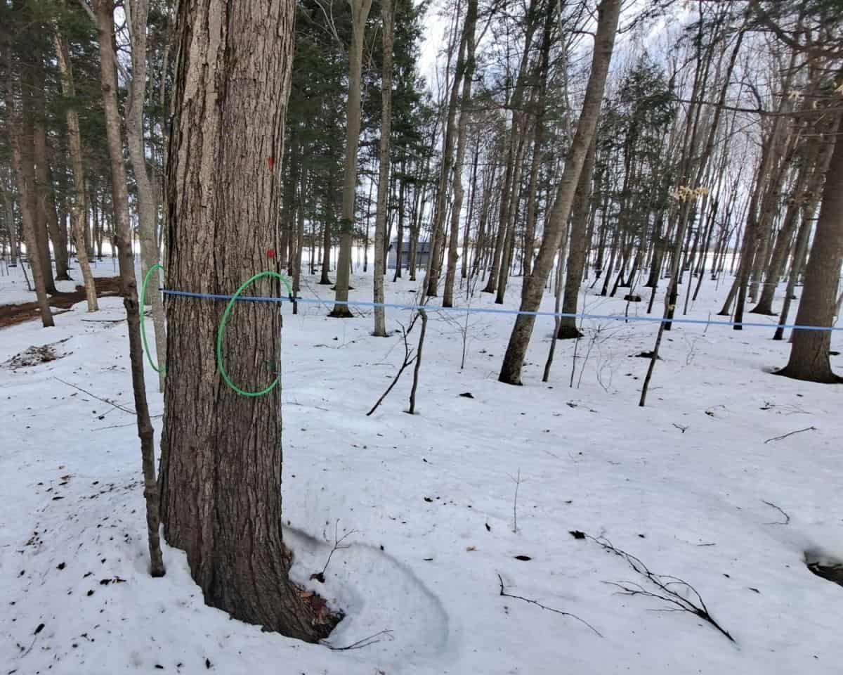 Modern commercial maple syrup operations tap their trees using a system of tubes and spouts to collect the maple sap, or maple water and to transport it to the sugar shack where it is boiled down into 100% pure Quebec maple syrup.