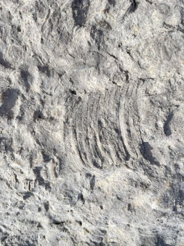 Fossils on the Port au Port Peninsula< NL, NL