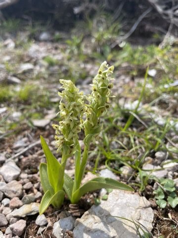 Orchids in Boutte du Cap park