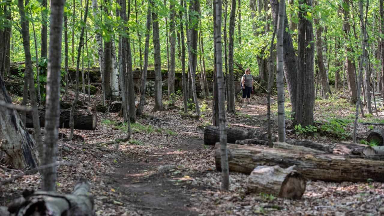 Scenic Forests And Limestone