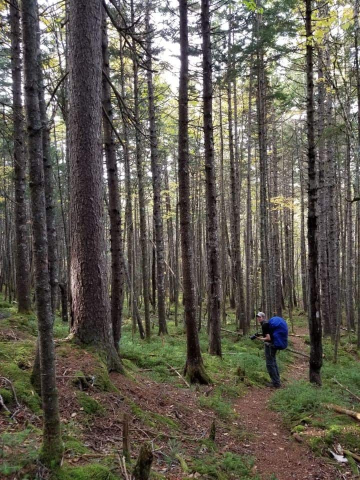 Early morning among towering conifers and a rare section of  flat terrain on the Fundy Footpath in New Brunswick made a nice start to Day 3.