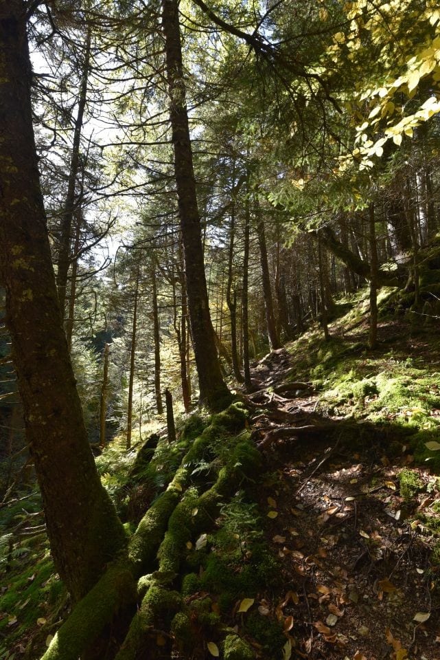 The Fundy Footpath is a wilderness trail that traverses the lush. mossy, coniferous, Acadian forest along the Bay of Fundy in New Brunswick, Canada.