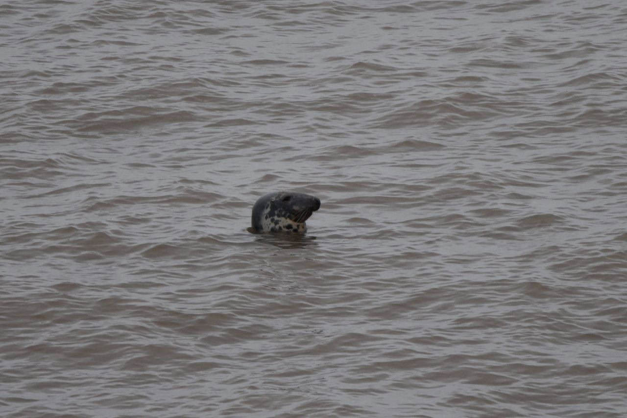 Wildlife sightings are common along the Fundy Footpath in New Brunswick Canada, with species like Harbour Seals, Moose, and birds making frequent appearances.
