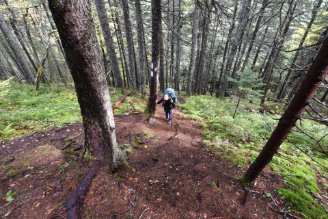 Less than 1 km in to the Fundy Footpath hikers are met with their first ascent through the mossy Acadian forest along the rugged coast of the Bay of Fundy, NB, Canada.
