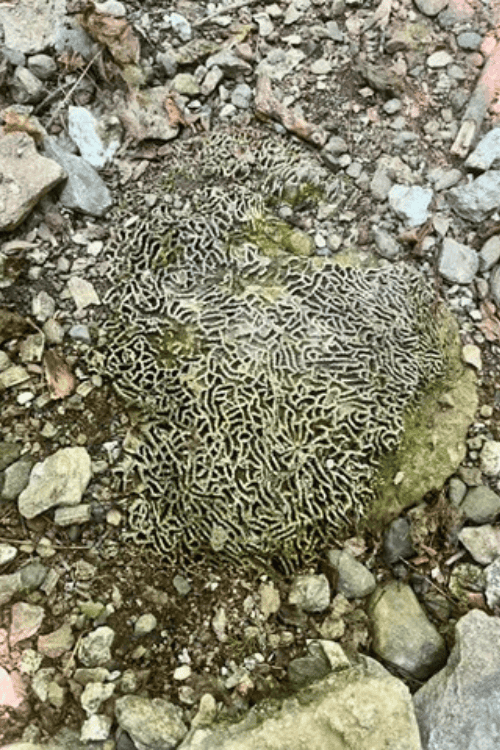 A large example of a colonial tabulate coral fossil found outside of Mindemoya, Ontario, on Manitoulin Island.
