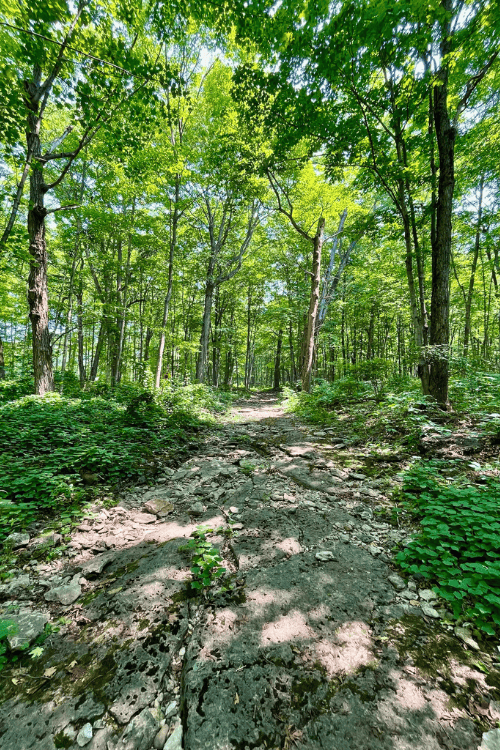 A trail through a bright green forest comprised of a prehistoric creek bed at Wagg's Woods Trails near Mindemoya, Ontario on Manitoulin Island.