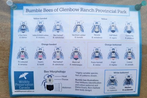 Bumble Bee Watch lets visitors contribute to community science in Glenbow Provincial Park—identifying and reporting bumblebees to help protect local pollinators and support vital conservation projects.