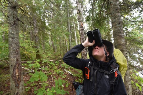 Using nature apps like Merlin Bird ID, birdwatchers in Canada can move beyond spotting species—gaining insights, tracking observations, and fostering a richer, more meaningful connection with the natural world.