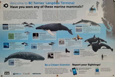WhaleReport lets you track whale sightings across Canada while connecting with local communities and fellow enthusiasts—turning marine wildlife observation into a social, educational, and unforgettable experience.