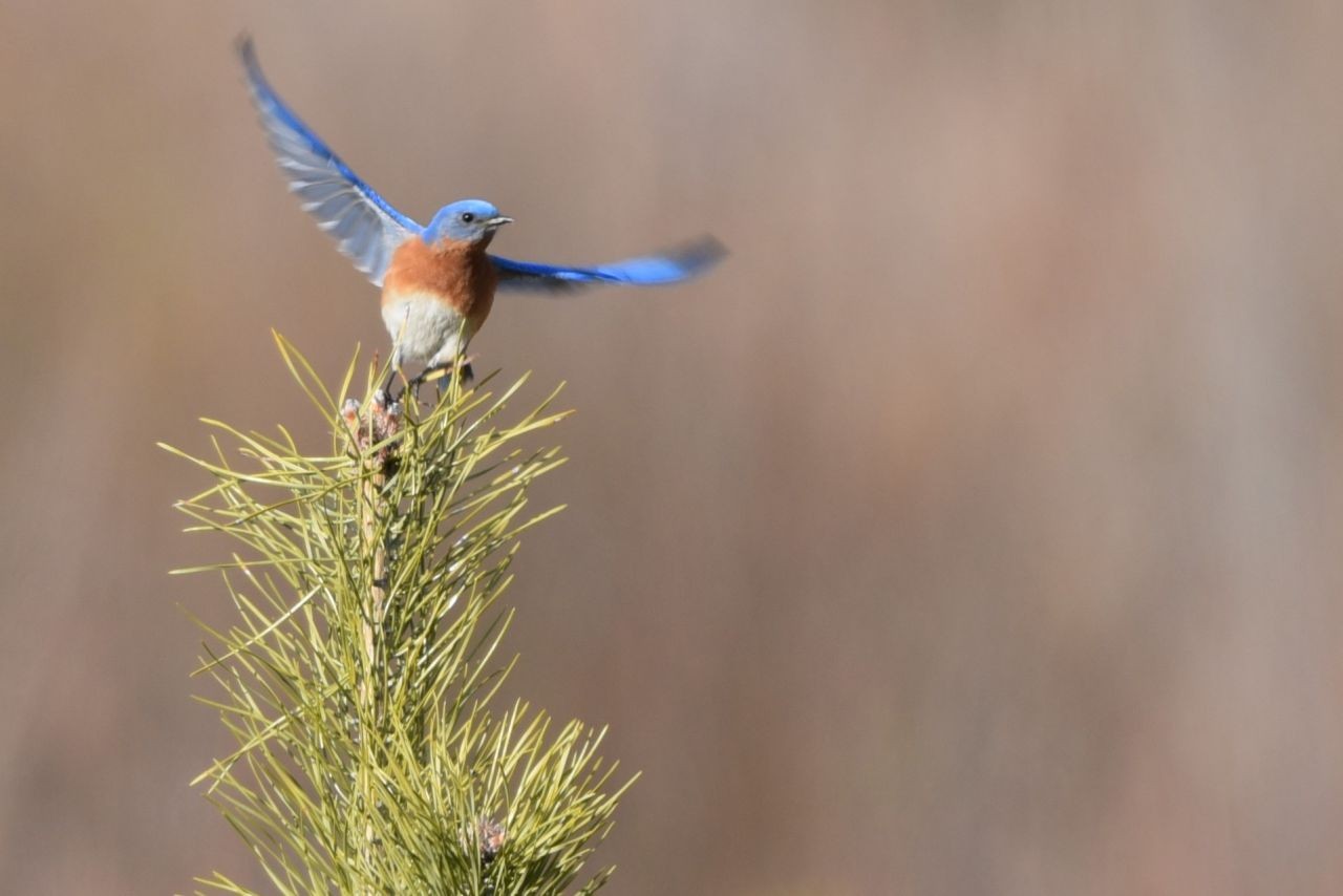 An Eastern Bluebird lifts off as birders approach, illustrating why giving birds space is essential. Responsible birding in Canada protects wildlife, reduces stress, and ensures ethical, low-impact encounters during wildlife travel.