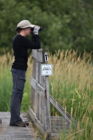 Observing birds carefully from a trail protects delicate habitats like wetlands. Responsible birding in Canada combines curiosity with caution, allowing wildlife to thrive while travelers enjoy ethical, low-impact nature experiences.