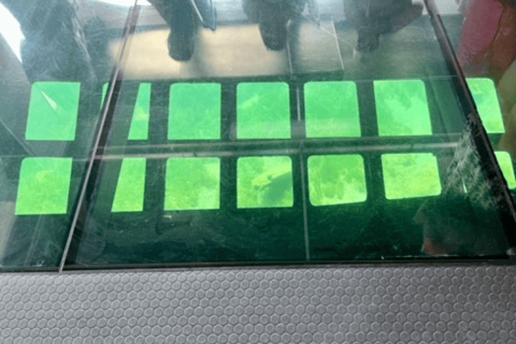 The glass floor of a glass-bottom boat, showing the glass panels built into the hull, allowing direct viewing of everything the boat passes over.