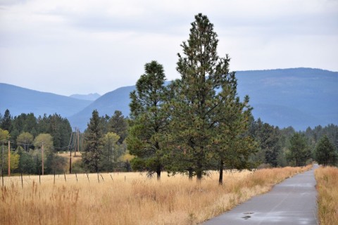 The gentle rail trail is part of the Columbia Valley Bird Trail and it is accessible to explorers of all abilities.