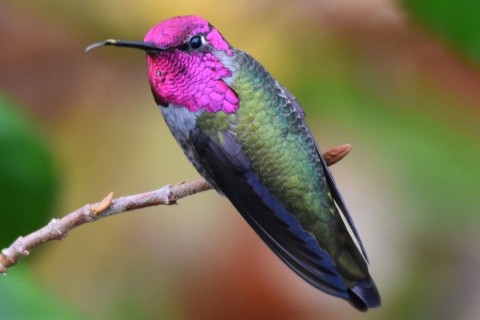 Experience the magic of British Columbia’s diverse birdlife. A hummingbird flits gracefully among vibrant blooms, offering a glimpse of the province’s rich avian wonders along the BC Bird Trail.