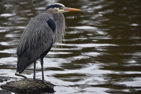 From pintails to herons, the Fraser Valley’s protected wetlands showcase the incredible biodiversity supported by the BC Bird Trail.