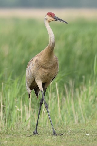 A majestic Sandhill Crane pauses during spring migration near Merritt, BC — one of many awe-inspiring birding moments awaiting travellers exploring the birding hotspots in British Columbia Canada.