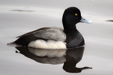 Visit the peaceful Lost Lagoon in Stanley Park on BC Bird Trail to watch all kinds of waterfowl.  It is a serene sanctuary for birds and photographers alike.