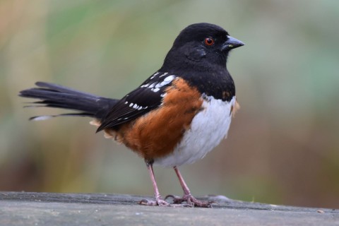 Ride the Skyride or hike the Grouse Grind for epic views — and spot Bald Eagles, chickadees, and soaring raptors above Vancouver’s skyline on the BC Bird Trail.