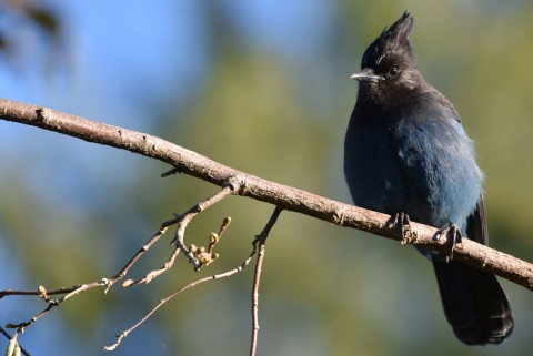 Grouse Mountain blends outdoor excitement with wildlife encounters, making it the perfect stop for hikers, birders, and photographers exploring the BC Bird Trail.
