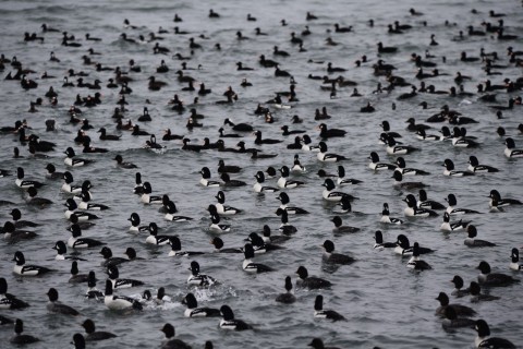 Explore a network of thoughtfully designed birdwatching routes across southern BC, each connecting you to unique landscapes, birdlife, and local experiences.