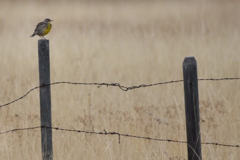 Western Meadowlarks are just one of the avian delights we spotted on the Wycliffe Prairie section of the BC Bird Trail. With the Purcell and Rocky Mountains as a backdrop it was a spectacular birding hotspot.