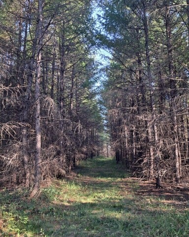 Gateway Hills Trail near Fort McMurray is lined with trees