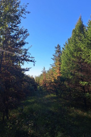 An overgrown grassy section of a hiking trail near Fort McMurray on Syncrude's first oil sands reclamation park.