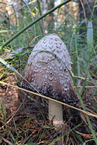 Syncrude's reclamation succes, a mushroom is growing along the pathway at the Gateway Hill Trail system.