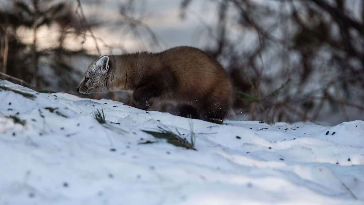 Pine Marten In Algonquin Park