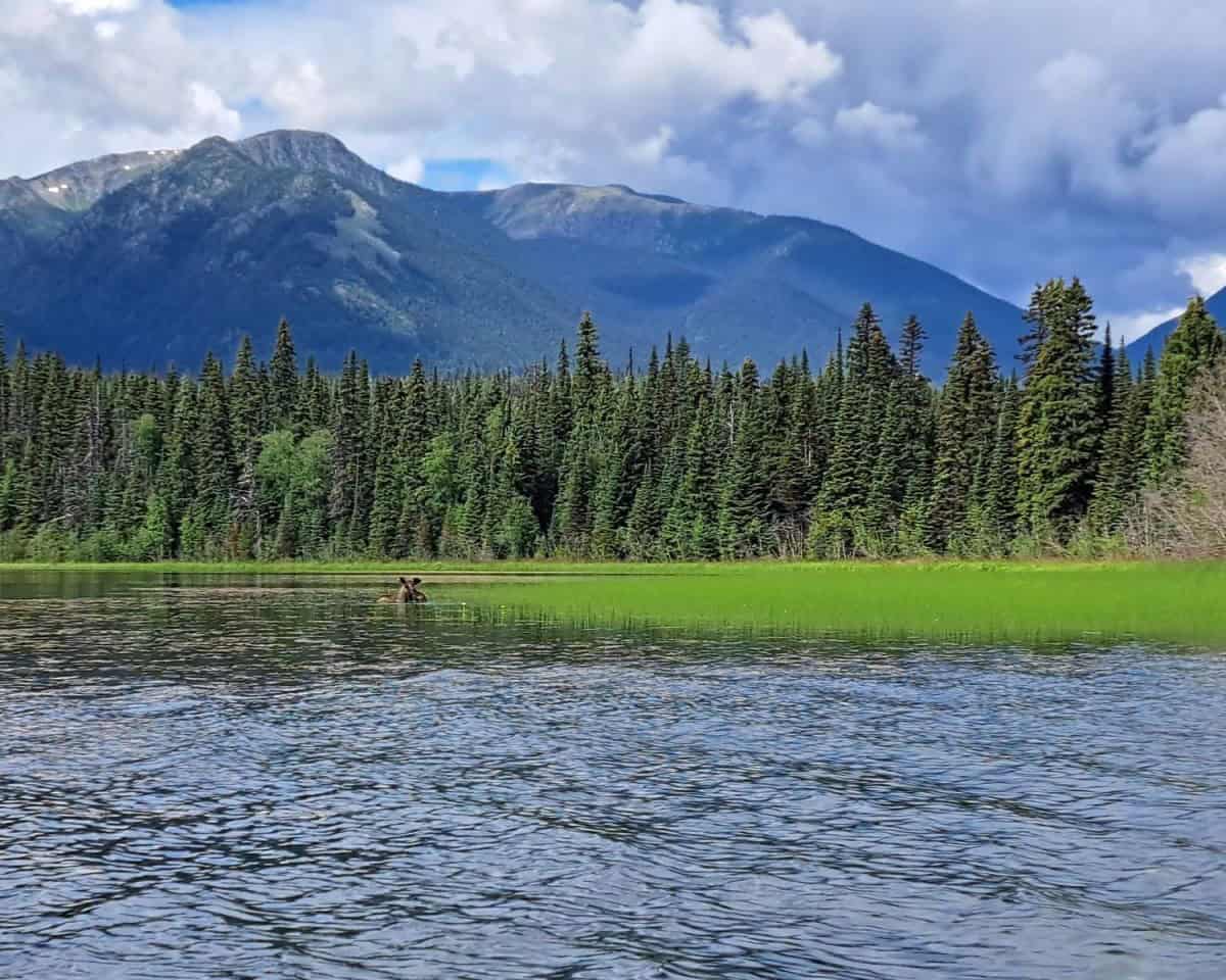 Just the head of a large male moose pokes out of the water as he munches on the reeds in Babcock Lake on the westside of the Bowron Lakes Canoe Circuit.
