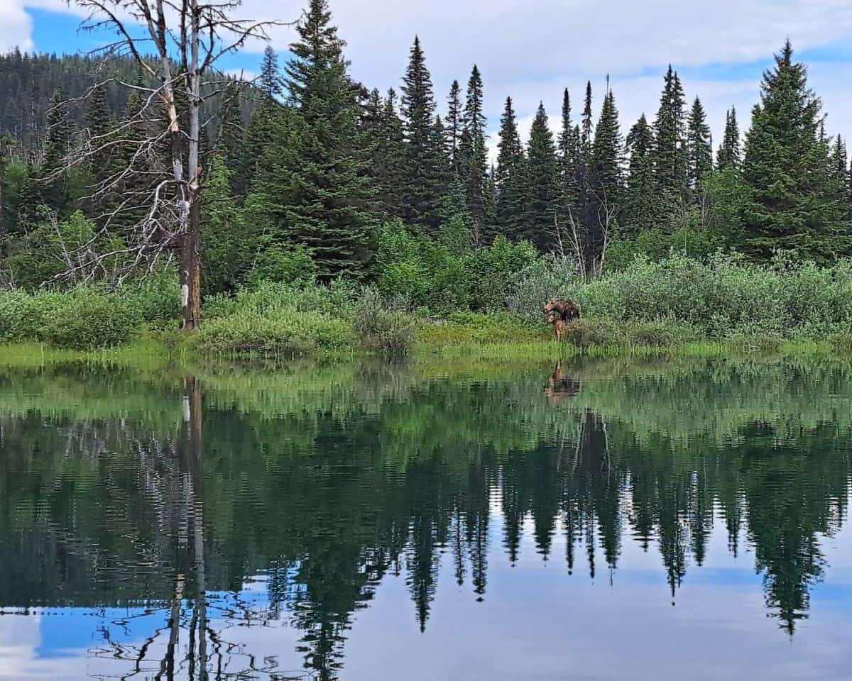 A motehr moose and her calf eat their breakfast in the marshy area at the Unna Lake entrance to the Cariboo River on the Bowron Lakes Canoe Circuit in British Columbia Canada.