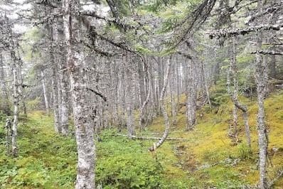 Step into the serene forested sections of Sugarloaf Path near St. John’s, NL. Towering trees, dappled sunlight, and quiet trails offer hikers a peaceful nature immersion, perfect for reflection, wildlife spotting, and slow travel.
