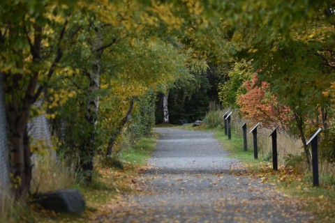 Walk the T’Railway Trail section of the Grand Concourse in St. John’s, NL. This gentle, tree-lined path follows a historic rail corridor, connecting parks and neighbourhoods for family-friendly hiking and slow urban exploration.