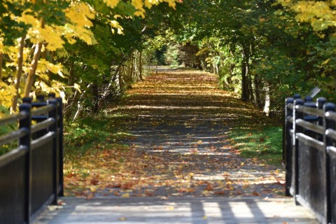 Explore the St. John’s section of the Trans Canada Trail via the Grand Concourse. Tree-lined paths, riverside views, and historic rail corridors create a peaceful urban greenway for reflective walking and outdoor adventure.