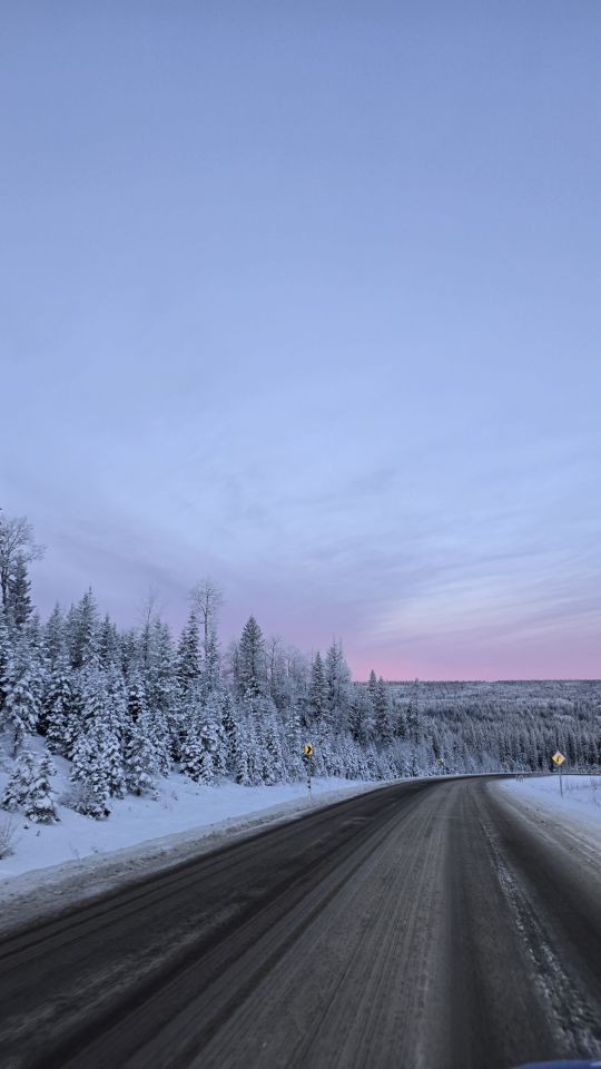 A winter road trip near Sundre, Alberta, lined with snow-covered trees leading toward Bearberry Cabins.