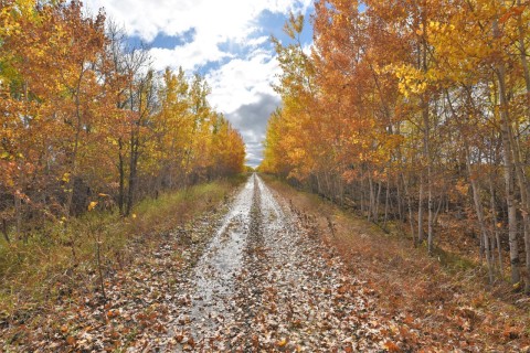 A former rail line in Manitoba illustrates the Trans Canada Trail’s flat, multi-use pathways, ideal for walking and cycling while connecting prairie communities through accessible routes across Canada’s interior landscapes.