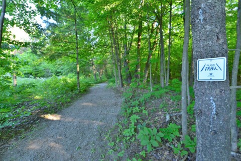 A forested rail trail  in Ontario shows the Trans Canada Trail’s central routes, where former railway corridors create accessible pathways through wooded landscapes, linking communities across Canada’s most populated regions.