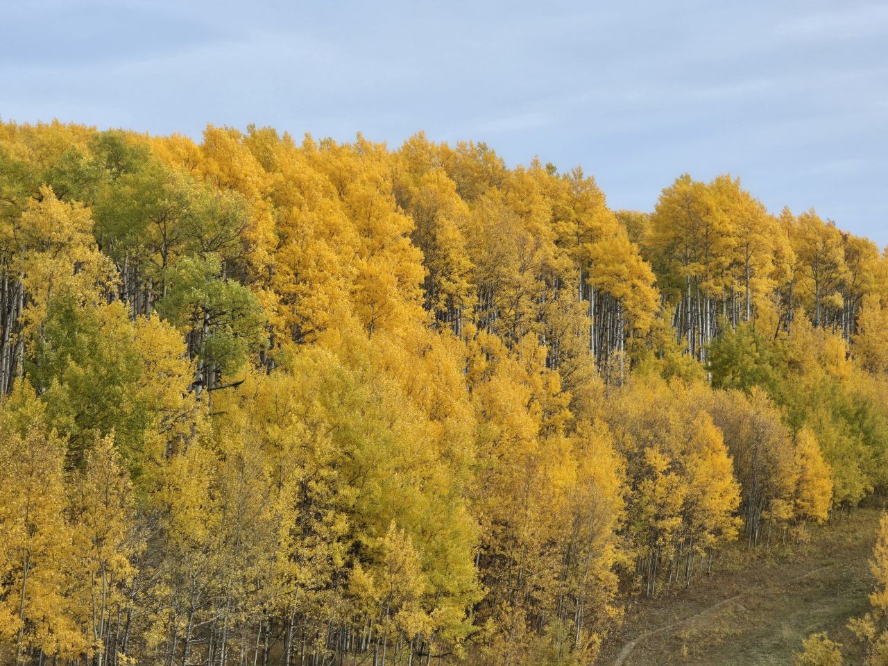 Golden fall colours in the foothills of Clearwater County Alberta during autumn travel season