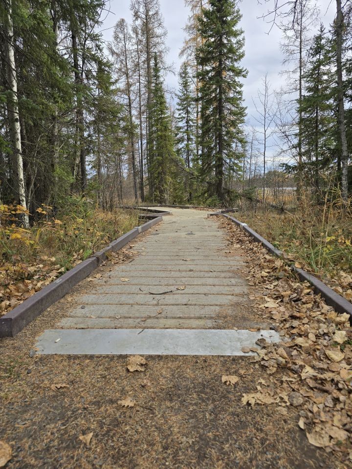 Wooden boardwalk trail through fall colours in Clearwater County Alberta foothills during autumn season
