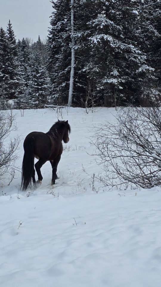 Wild horse standing in early snowfall in the foothills of Clearwater County Alberta