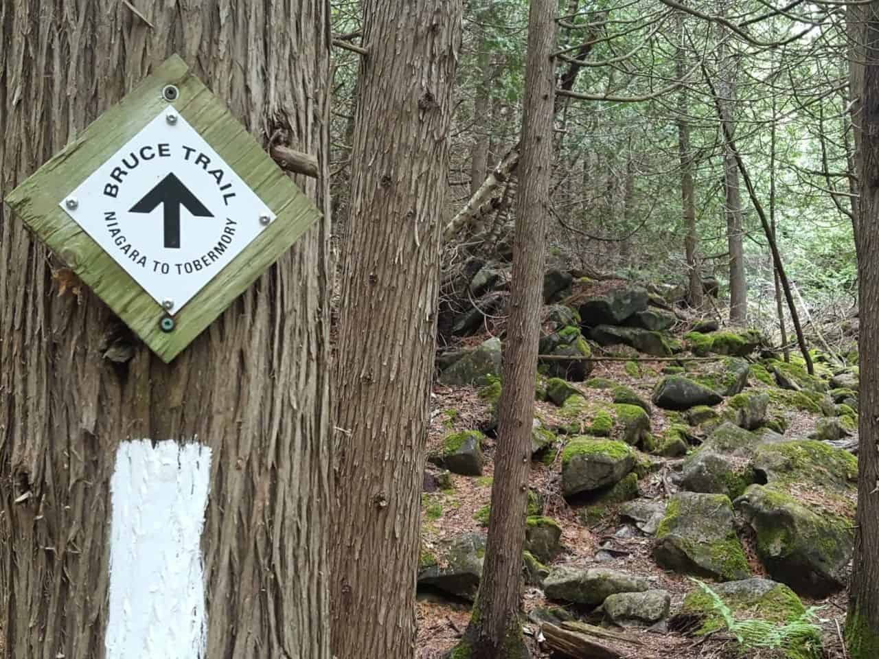 Forest footpath along the Bruce Trail in Ontario Canada with a white blaze marking the main hiking route, illustrating a beginner-friendly trail section and scenic landscapes along the Niagara Escarpment.