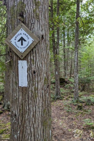 White blaze trail marker identifying the main Bruce Trail hiking route along the Niagara Escarpment in Ontario Canada, guiding hikers along Canada’s oldest long-distance trail between Queenston Heights near Niagara Falls and Tobermory.