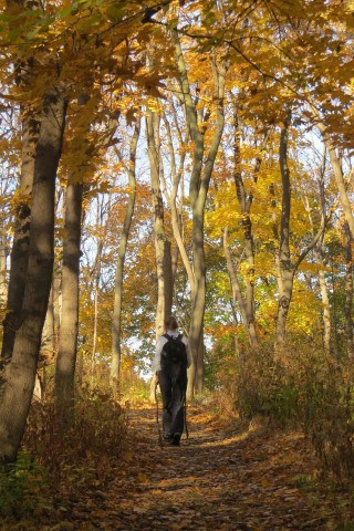 Narrow forest footpath along the Bruce Trail winding through hardwood forest on Ontario’s Niagara Escarpment, illustrating the natural hiking terrain and peaceful woodland landscapes found along Canada’s oldest long-distance hiking trail.